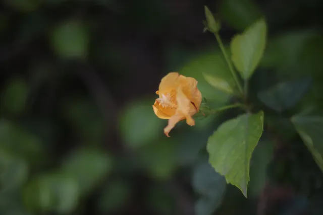 Minolta MC Rokkor-PF 55mm f1.7 (Minolta MCMD) - 00002885.webp