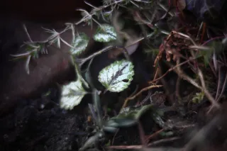 KOWA SUPER PROMINAR-16 50mm f1.2 Eiki 16mm (DIY) - 00002071.webp