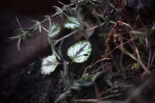 KOWA SUPER PROMINAR-16 50mm f1.2 Eiki 16mm (DIY) - 00002071.webp