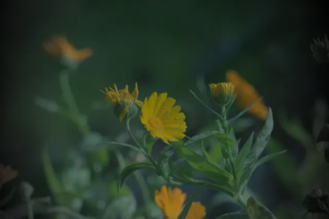 Pentacon 200mm f4  G.D.R.  (M42) - 00000041.jpg