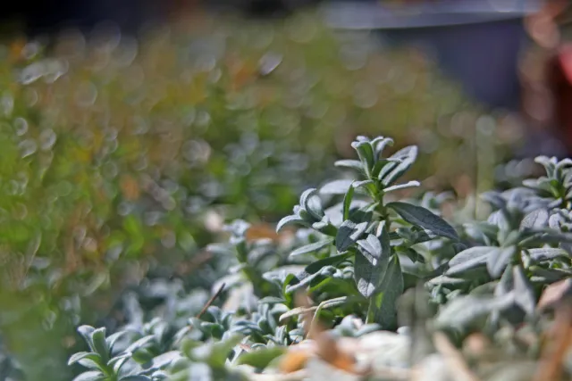 SMC Pentax-A 35-70mm f3.5-4.5 Macro (Pentax-K) - 00005722.webp