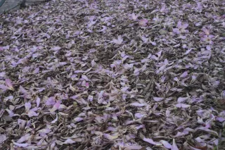 Meyer-Optik Görlitz Primagon 35mm f4.5 (M42) - 00002486.webp