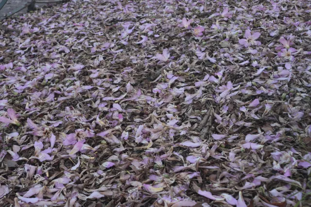 Meyer-Optik Görlitz Primagon 35mm f4.5 (M42) - 00002486.webp