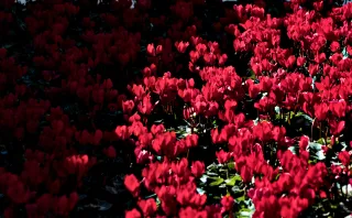 Tamron 28-300mm F3.5-6.3 (EF) - 00001077.webp