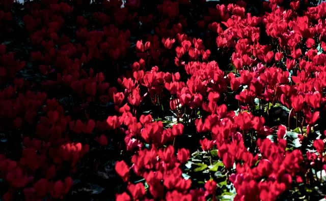 Tamron 28-300mm F3.5-6.3 (EF) - 00001077.webp