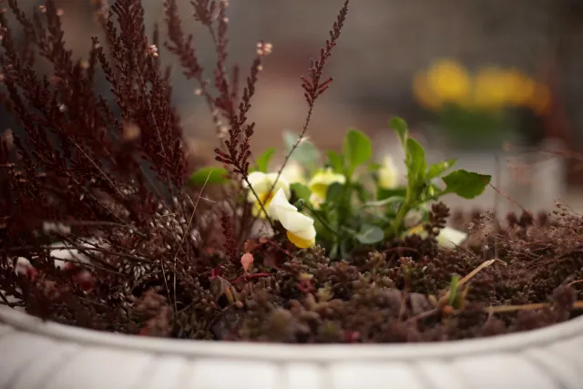 Yashica Lens DSB 55mm f2 (CY) - 00005406.webp