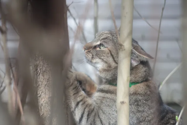 Helios 44-2 (M42) - 00005125.webp