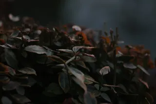 Carl Zeiss Jena DDR S 180mm f2.8 Zebra (M42) - 00004754.webp