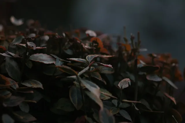 Carl Zeiss Jena DDR S 180mm f2.8 Zebra (M42) - 00004754.webp