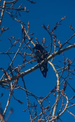 Vivitar Series 1 70-210mm f3.5 Macro Focusing (FD) - 00004739.webp