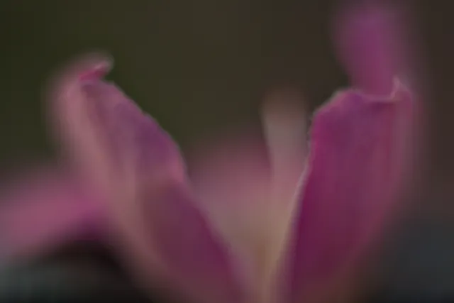 Meyer-Optik Görlitz Primagon 35mm f4.5 (M42) - 00001290.webp