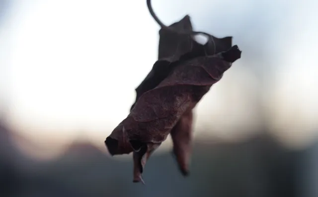 Kilfitt Makro-Kilar D f2.8 40mm (EXA) - 00004873.webp