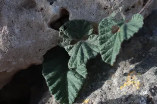 Carl Zeiss Jena DDR Pancolar Electric 50mm f1.8 (M42) - 00004641.webp