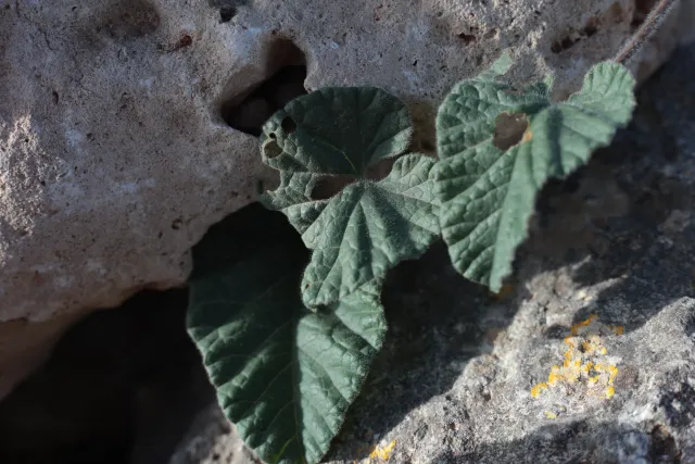 Carl Zeiss Jena DDR Pancolar Electric 50mm f1.8 (M42) - 00004641.webp