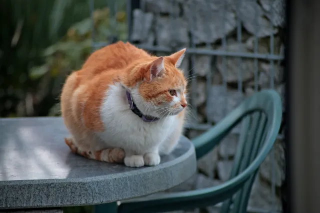 Miranda 75-300mm f4.5-5.6 MC Macro (Olympus OM) - 00005417.webp