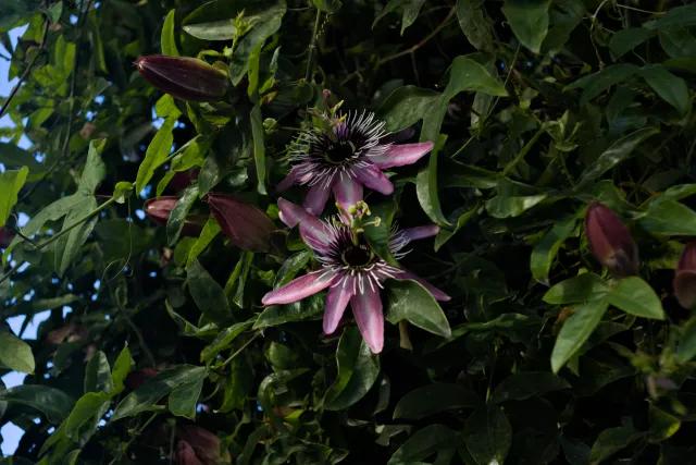 Meyer-Optik Görlitz Primagon 35mm f4.5 (M42) - 00000269.webp