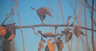 Vivitar Series 1 70-210mm f3.5 Macro Focusing (FD) - 00004747.webp