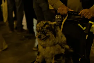 Zenith Helios-77M-4 50mm f1.8 VOMZ (M42) - 00000953.webp