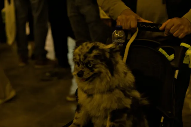 Zenith Helios-77M-4 50mm f1.8 VOMZ (M42) - 00000953.webp