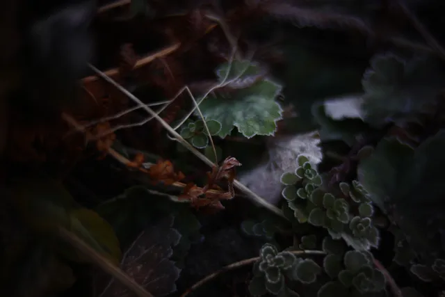 KOWA SUPER PROMINAR-16 50mm f1.2 Eiki 16mm (DIY) - 00002066.webp