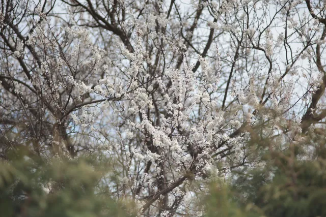 Jupiter-21M 200mm f4 (M42) - 00005645.webp