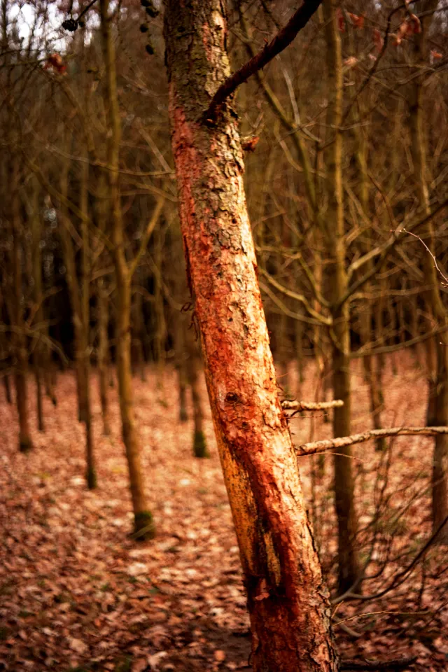 Kilfitt Makro-Kilar D f2.8 40mm (EXA) - 00005323.webp