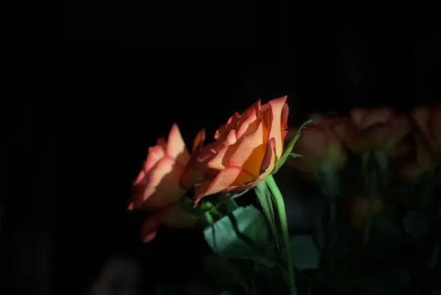 P.Angenieux Paris F.100mm.(M42) - 00000014.webp