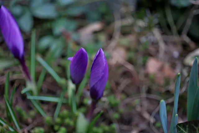 Enna München Lithagon 35mm f3.5 (M42) - 00005179.webp