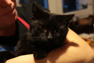 Rollei Planar 50mm f1.8 HFT C (QBM) - 00001618.webp