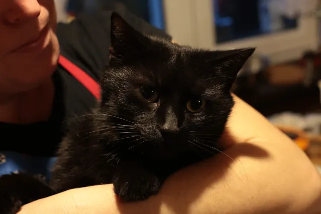 Rollei Planar 50mm f1.8 HFT C (QBM) - 00001618.webp