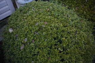 Auto Exaktar EEM 35mm f2.8 ( Minolta MD) - 00002015.webp