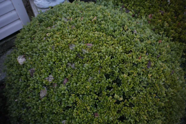 Auto Exaktar EEM 35mm f2.8 ( Minolta MD) - 00002015.webp