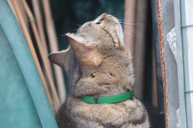 Jupiter-21M 200mm f4 (M42) - 00005646.webp