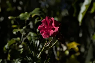 Tamron 28-300mm F3.5-6.3 (EF) - 00001099.webp