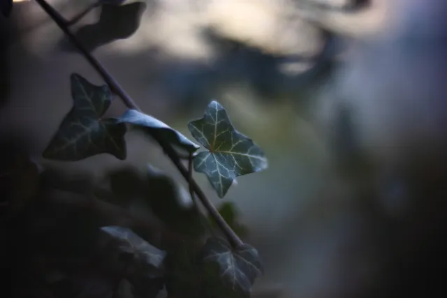 KOWA SUPER PROMINAR-16 50mm f1.2 Eiki 16mm (DIY) - 00002043.webp