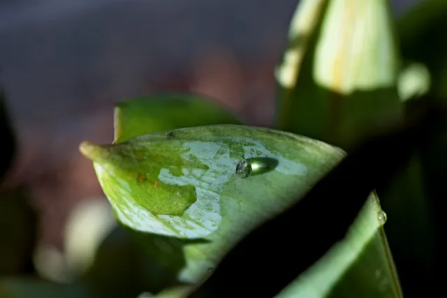 Canon Macro Lens FD 50mm f3.5 S.S.C. (FD) - 00004942.webp