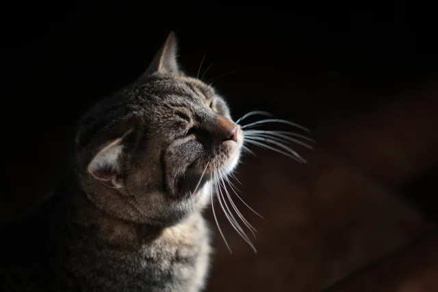 Ricoh Rikenon 50mm f1.4 (Pentax-K) - 00001946.webp