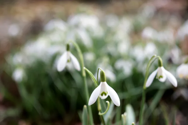 Carl Zeiss Jena Tessar 50mm f2.8 (M42) - 00005110.webp