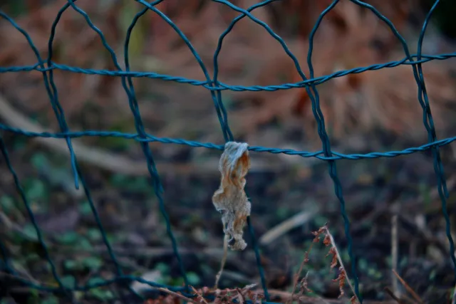 ISCO-Göttingen Isconar 135mm f4 (M42) - 00004959.webp