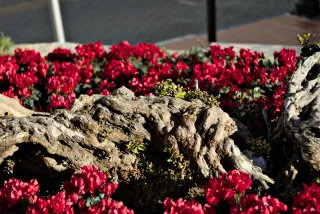 Zenith Helios-77M-4 50mm f1.8 VOMZ (M42) - 00000987.webp