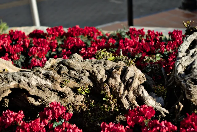 Zenith Helios-77M-4 50mm f1.8 VOMZ (M42) - 00000987.webp