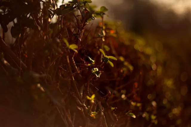 Yashica Lens DSB 55mm f2 (CY) - 00005390.webp