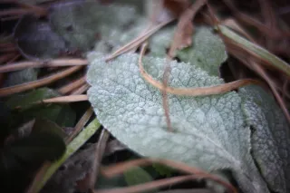 KOWA SUPER PROMINAR-16 50mm f1.2 Eiki 16mm (DIY) - 00002073.webp