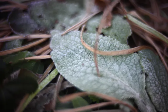 KOWA SUPER PROMINAR-16 50mm f1.2 Eiki 16mm (DIY) - 00002073.webp