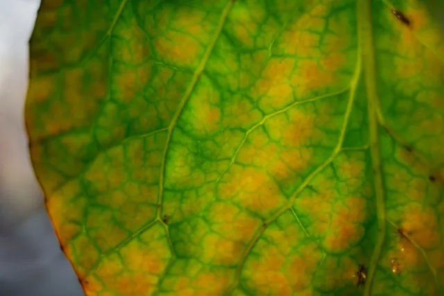 Kilfitt Makro-Kilar D f2.8 40mm (EXA) - 00004875.webp