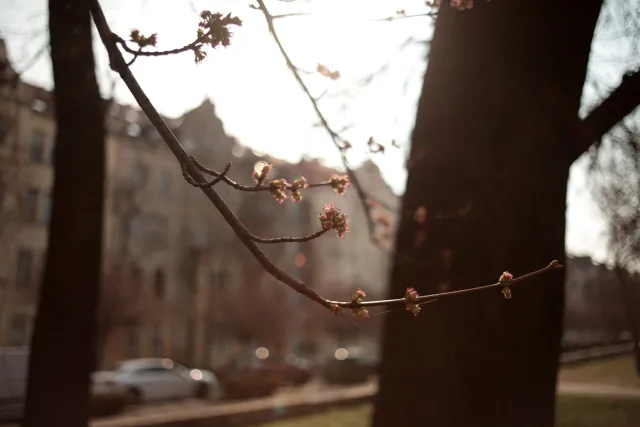 Minolta MC W.Rokkor-SI 28mm f2.5 (Minolta MD) - 00005238.webp