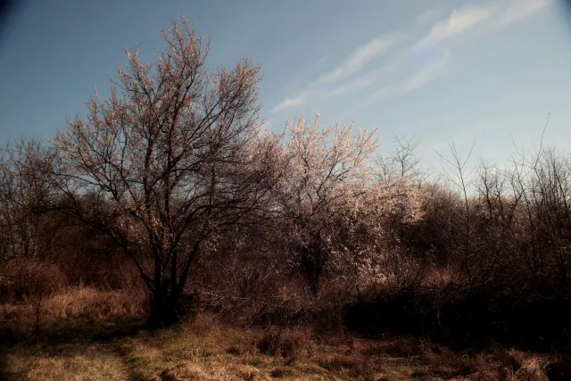 Vivitar Series 1 28-105mm f2.8-3.8 VMC Macro (Olympus OM) - 00005505.webp