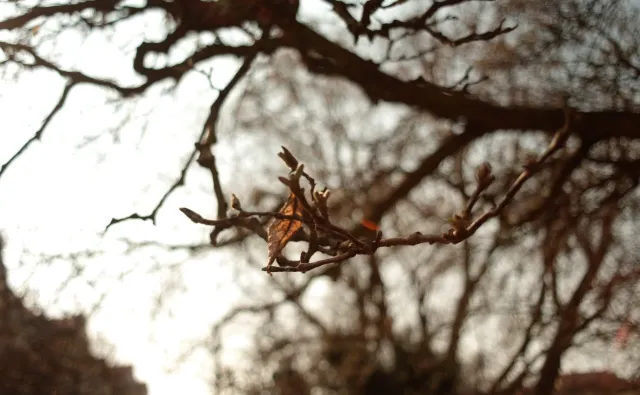 Minolta MC W.Rokkor-SI 28mm f2.5 (Minolta MD) - 00005235.webp