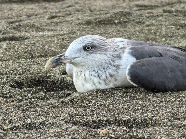 HUAWEI Pura 70 Ultra - System Aparatów - 00002371.webp