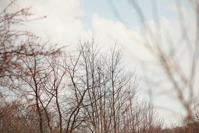 Canon Lens FD 135mm f2.5 S.C. (FD) - 00005266.webp